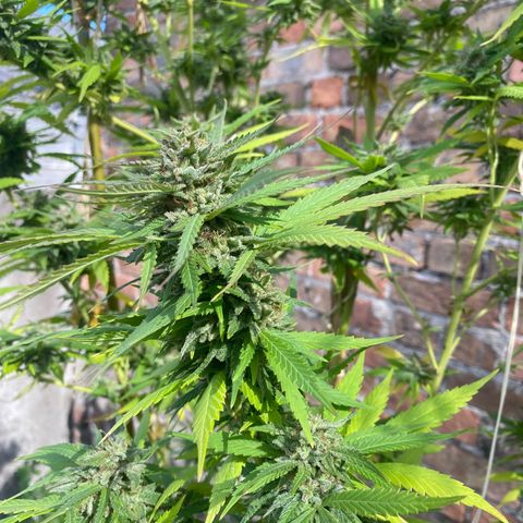 Banana 2 growlog timeline photo
