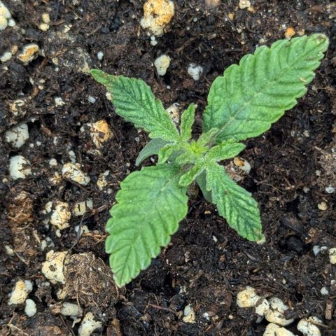 Blueberry 🫐 growlog timeline photo