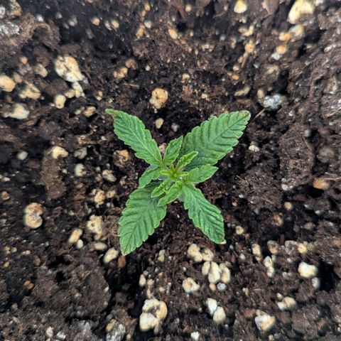 Blueberry 🫐 growlog timeline photo