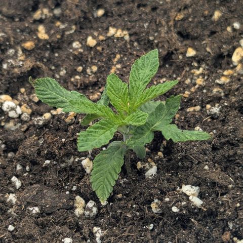 Blueberry 🫐 growlog timeline photo