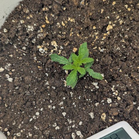 Blueberry 🫐 growlog timeline photo