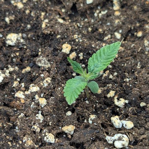 Blueberry 🫐 growlog timeline photo
