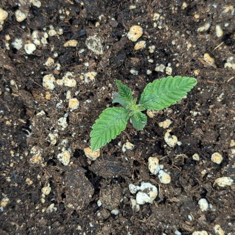 Blueberry 🫐 growlog timeline photo