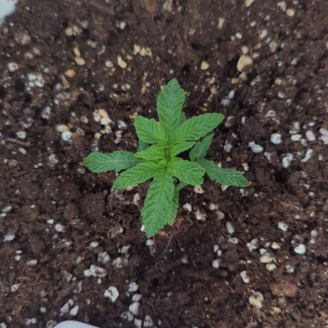 Blueberry 🫐 growlog timeline photo