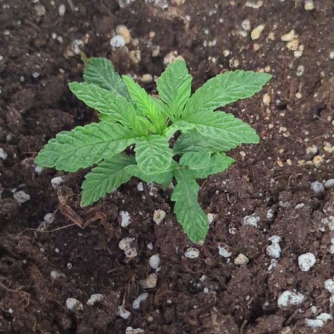 Blueberry 🫐 growlog timeline photo