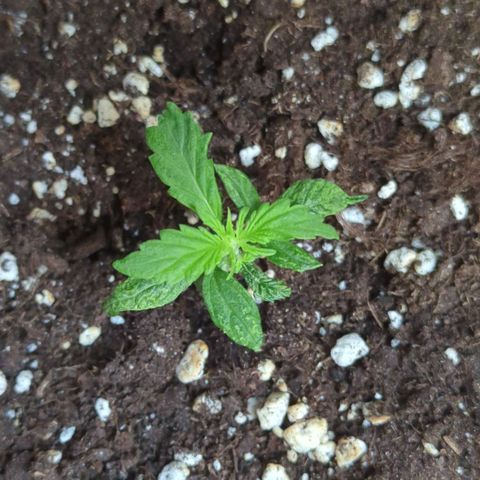 Skunk growlog timeline photo