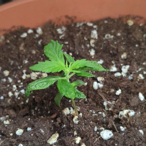 Skunk growlog timeline photo