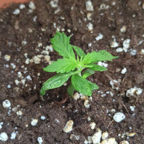Skunk growlog timeline photo