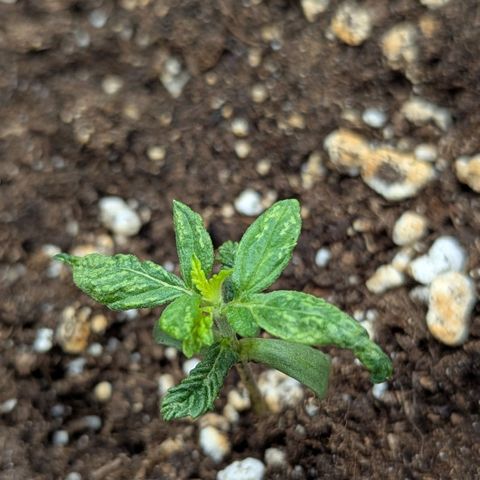 Skunk growlog timeline photo
