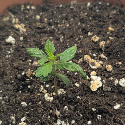 Skunk growlog timeline photo