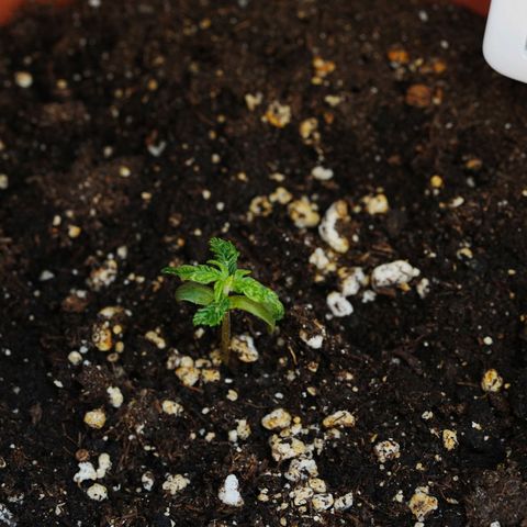 Skunk growlog timeline photo