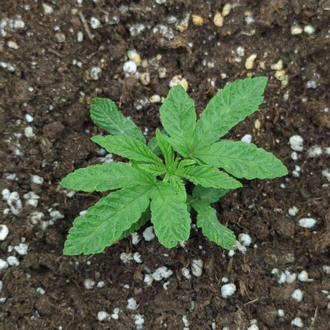 Blueberry 🫐 growlog timeline photo