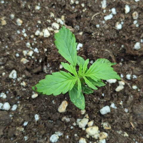 Skunk growlog timeline photo