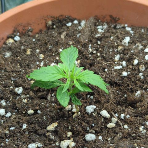 Skunk growlog timeline photo