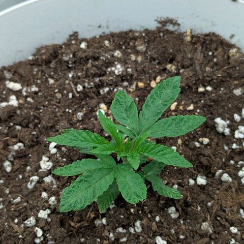 Blueberry 🫐 growlog timeline photo
