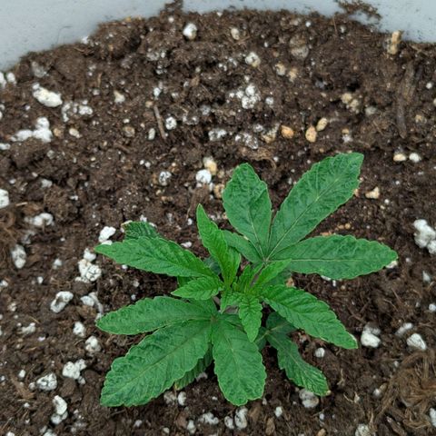 Blueberry 🫐 growlog timeline photo