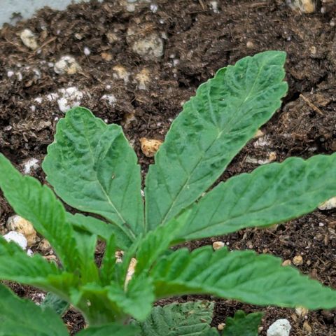 Blueberry 🫐 growlog timeline photo