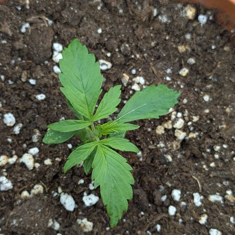 Skunk growlog timeline photo