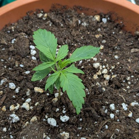 Skunk growlog timeline photo