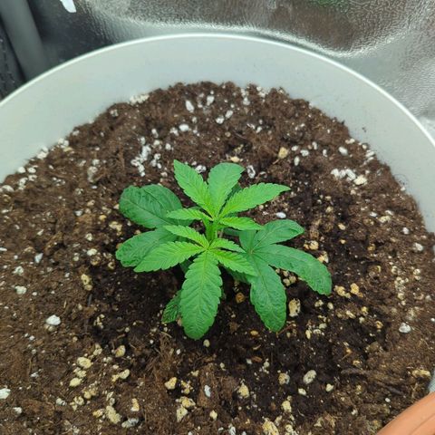 Blueberry 🫐 growlog timeline photo