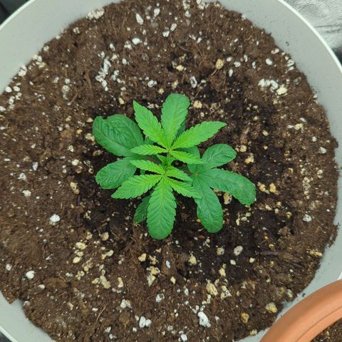 Blueberry 🫐 growlog timeline photo