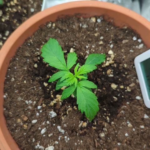 Skunk growlog timeline photo