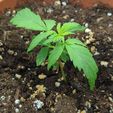 Skunk growlog timeline photo