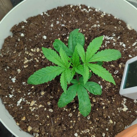 Blueberry 🫐 growlog timeline photo