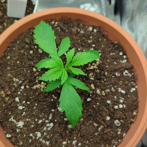 Skunk growlog timeline photo
