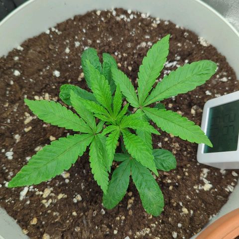 Blueberry 🫐 growlog timeline photo