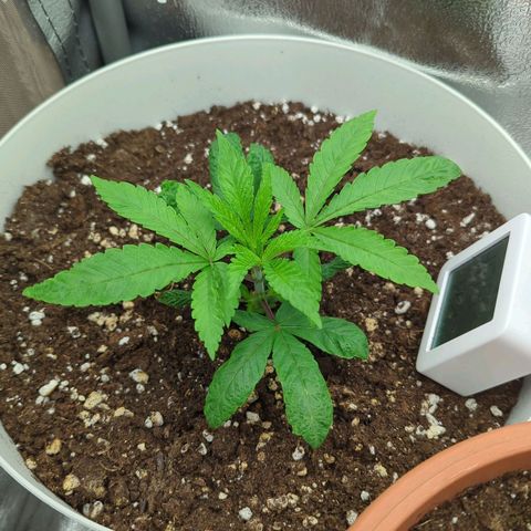 Blueberry 🫐 growlog timeline photo