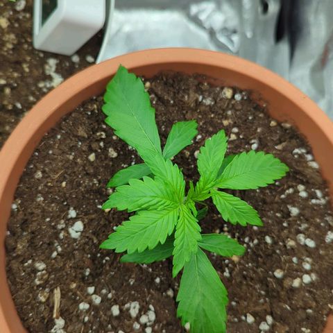 Skunk growlog timeline photo