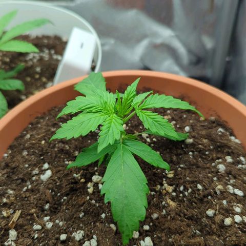 Skunk growlog timeline photo