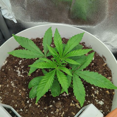 Blueberry 🫐 growlog timeline photo