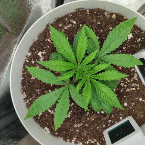 Blueberry 🫐 growlog timeline photo