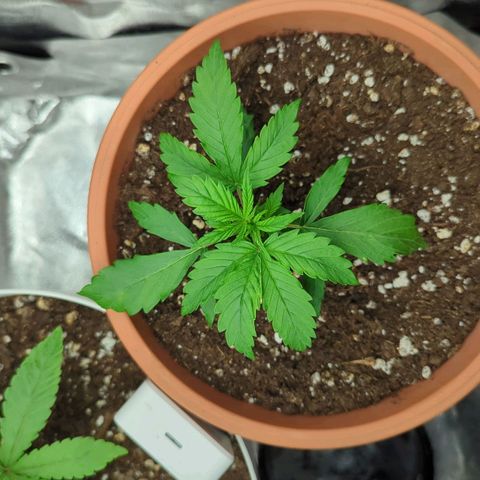 Skunk growlog timeline photo