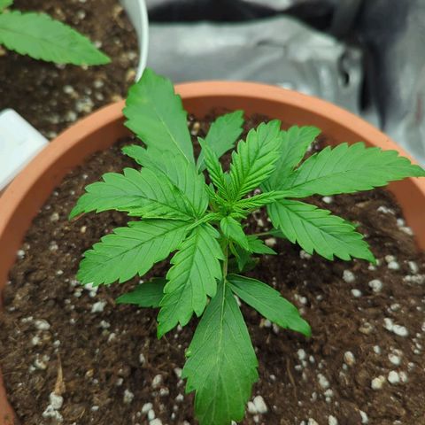 Skunk growlog timeline photo