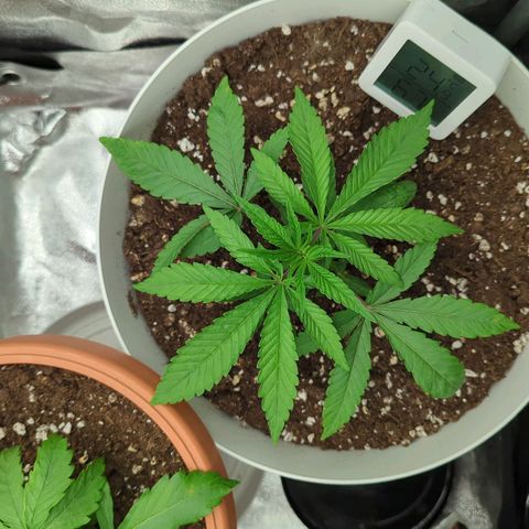 Blueberry 🫐 growlog timeline photo