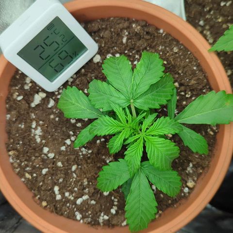Skunk growlog timeline photo