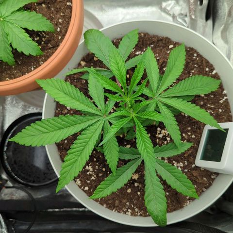 Blueberry 🫐 growlog timeline photo