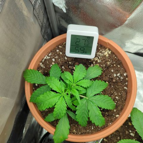 Skunk growlog timeline photo