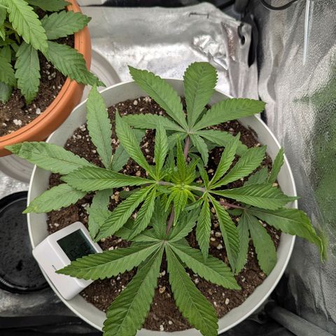 Blueberry 🫐 growlog timeline photo