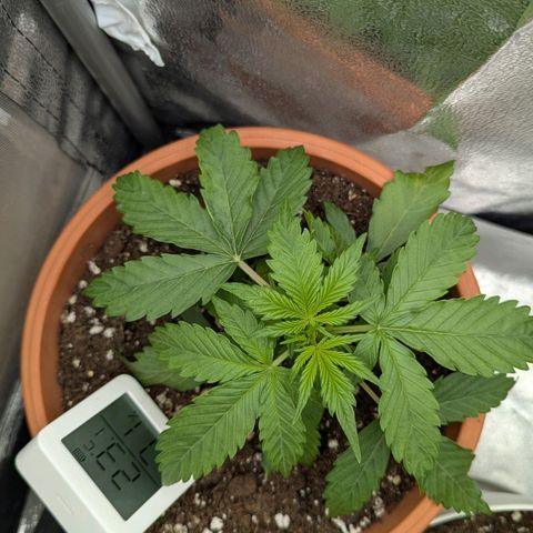 Skunk growlog timeline photo