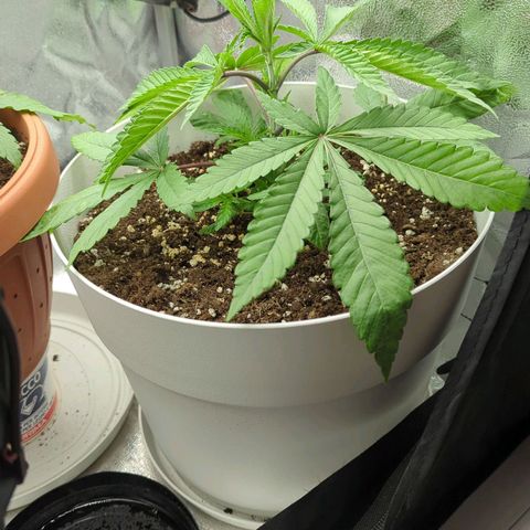 Blueberry 🫐 growlog timeline photo