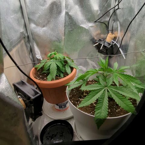 Blueberry 🫐 growlog timeline photo