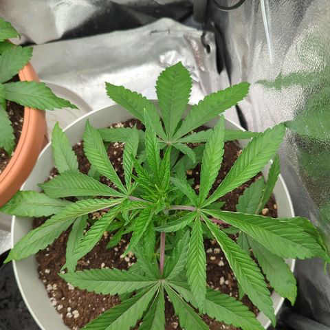 Blueberry 🫐 growlog timeline photo