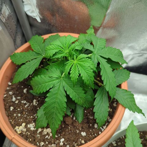 Skunk growlog timeline photo
