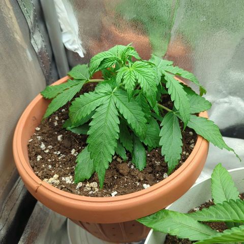 Skunk growlog timeline photo