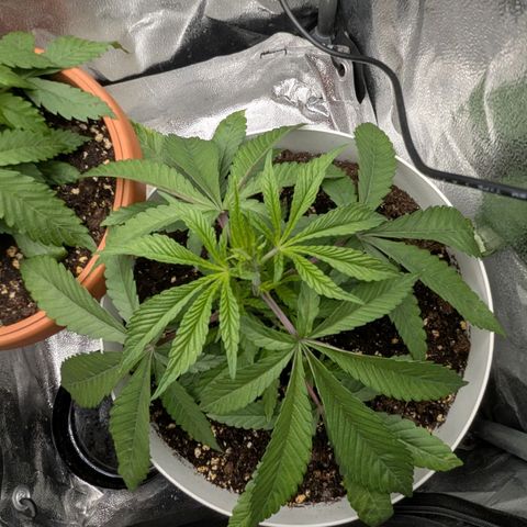 Blueberry 🫐 growlog timeline photo