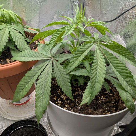 Blueberry 🫐 growlog timeline photo
